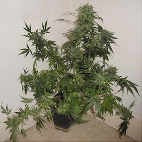 Flash Seeds - Russian Haze Autoflowering